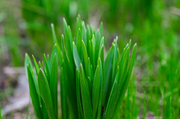 Green foliage of ornamental plants in the garden.