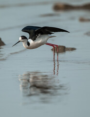 Wings Stretched: Black-necked Stilt in Shallow Waters