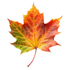 Obraz premium Coriander leaves isolated on transparent background 