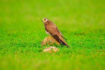 A female Common Kestral sitting on a rock, shot from a beautiful greeny grassland in koonthankulam, Tamilnadu.