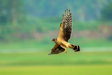 An elegant flight shot of a juvenile pallid Harrier from Koonthankulam Bird Sanctury