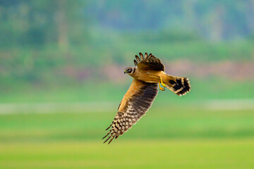 PALLID HARRIER (Juvenile) in Flight on a grassland in Koonthankulam