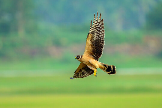 An elegant flight shot of a juvenile pallid Harrier from Koonthankulam Bird Sanctury