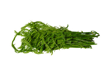 Fresh green Acacia pennata climbing wattle bundle isolated on transparency background