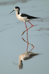Black-Winged Stilt Gracefully Walking on Shallow, Muddy Shore