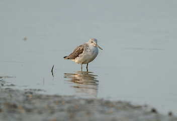Solitary Sandpiper: Coastal Wanderer at Rest