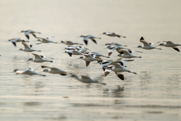 Avocets in Formation Over Calm Waters