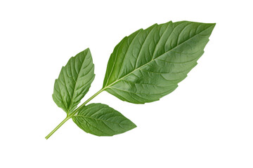 Obraz premium Fresh green basil leaves on transparent background, cut out