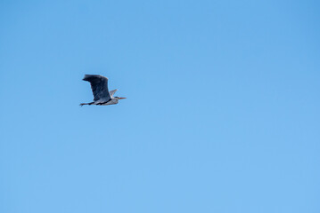 The grey heron (Ardea cinerea) in flight