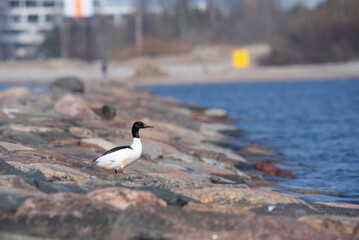 The common merganser  or goosander (Mergus merganser) on a pier