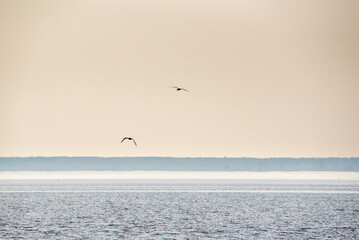 birds on the beach
