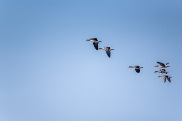 The greater white-fronted goose (Anser albifrons) in flight, geese migration