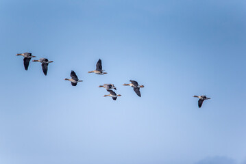 The greater white-fronted goose (Anser albifrons) in flight, geese migration