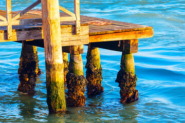 Weathered wooden pier, its posts partially submerged in serene water and coated with mix of algae...