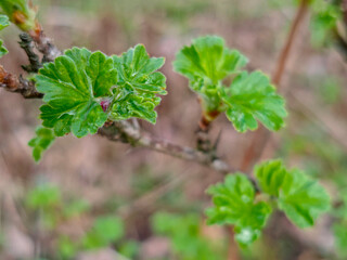 Gooseberry leaves close up
