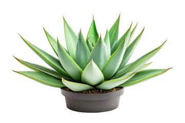 Fototapeta premium Vibrant green succulent agave in pot with sharp leaves, cut out