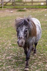 Lovely shetland pony with hair close-up. Farm animals - little horse outdoors in summer day