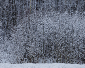 Snow covered trees branches in winter close-up. Abstract winter background 
