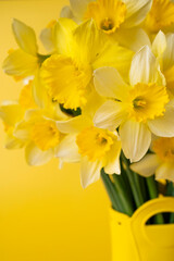 Yellow fresh flowers daffodils close-up on yellow background. Bouquet of spring flowers, floral summer background, place for text. Blooming narcissus, layout for design