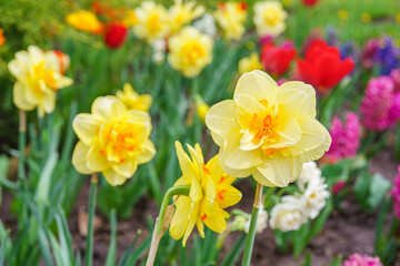 Fototapeta premium Beautiful spring yellow double petals daffodil flower in full bloom close up. Flowerbed of decorative narcissus in spring garden or park background. Plant breeding, flower growing, nature concept