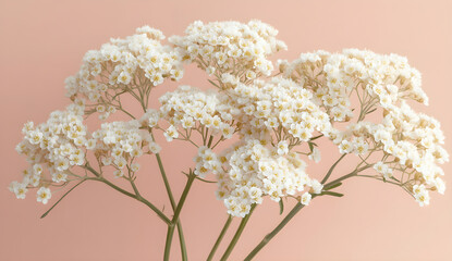 "White Baby’s Breath Flowers on Pink Background – Minimalist Floral Stock Photo"