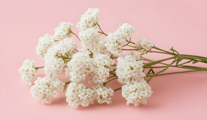 "White Baby’s Breath Flowers on Pink Background – Minimalist Floral Stock Photo"