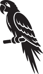 black and white bird