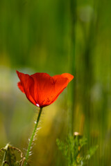 Obraz premium Radiant red poppy blooms gracefully against a lush green background capturing the essence of spring in a tranquil meadow