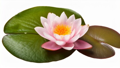 water lily or lotus flower isolated on transparent background