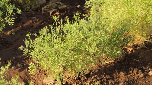 On natural background. cumin, jeera plant Most popular cumin seeds plant in indian farm or garden, or Carum Caraway and carvi plant cumin zira on a farm in Gujarat India Cumin cultivation and plants.