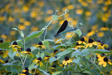 ハグロトンボとルドベキア © Shinichi Tsurumaki