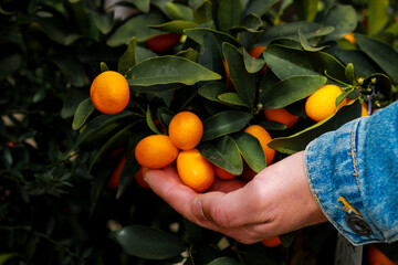 man picking oranges