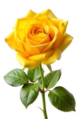 Radiant Bloom: a single yellow rose in full bloom, its vibrant petals unfurling, its presence evokes feelings of beauty and affection