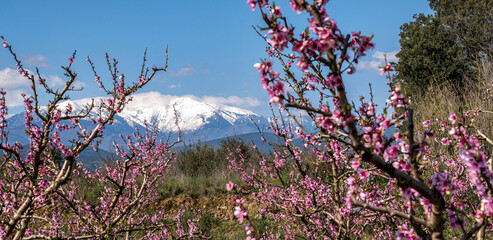 The Mount Canigou in Eastern Pyrenees and blooming peach trees.