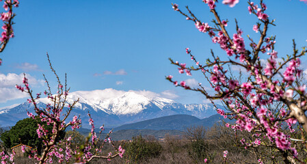 The Mount Canigou in Eastern Pyrenees and blooming peach trees.