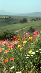 Flower fields flowers landscape blossoms.