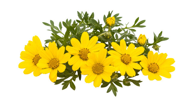 Yellow euryops daisy blossoms and buds, isolated, cut out transparent