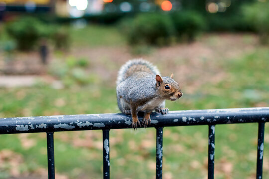 New York City squirrel in the city center