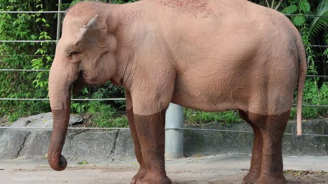 Elephant captures in the close enclosure