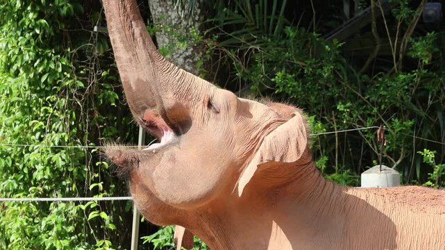 Elephant captures in the close enclosure