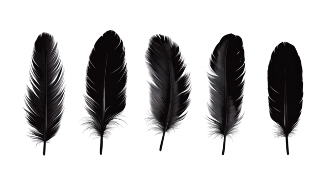 Group of monochrome feathers, black background, elegant design, cut out transparent