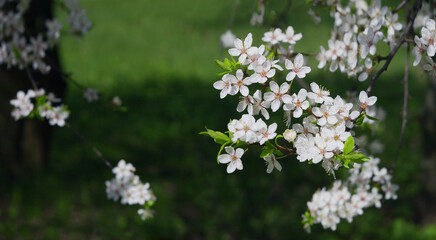 White cherry flowers on dark nature background. Blooming cherry tree branch in spring. Springtime floral banner. White cherry flowers close up. Spring wallpaper.