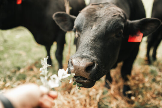 Black Angus bull eating branch held out by human hand