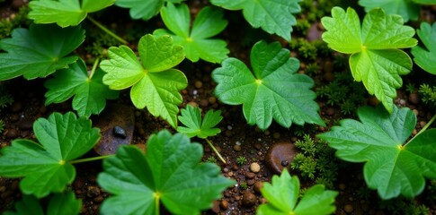 Textured green fern leaves scattered on forest floor with intricate patterns and shades of brown , plant, texture