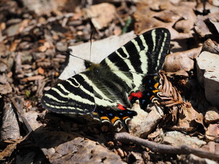 This is a colony of dogtooth violets in Gifu Prefecture, Japan. The first spring gifu butterfly has landed on a dogtooth violets flower. It has just emerged.