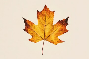 Fototapeta premium A beautiful autumn maple leaf in shades of yellow and brown