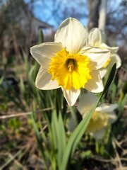 Fototapeta premium Spring flowers bloom in a garden under clear blue skies during daylight hours