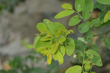 Close up detail of green leaves of the Plant. close up shot of leaves, nature background.