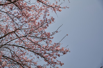 Beautiful Cherry Blossoms in Spring