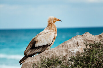 Egyptian Vulture, Neophron percnopterus, birds of Socotra Island